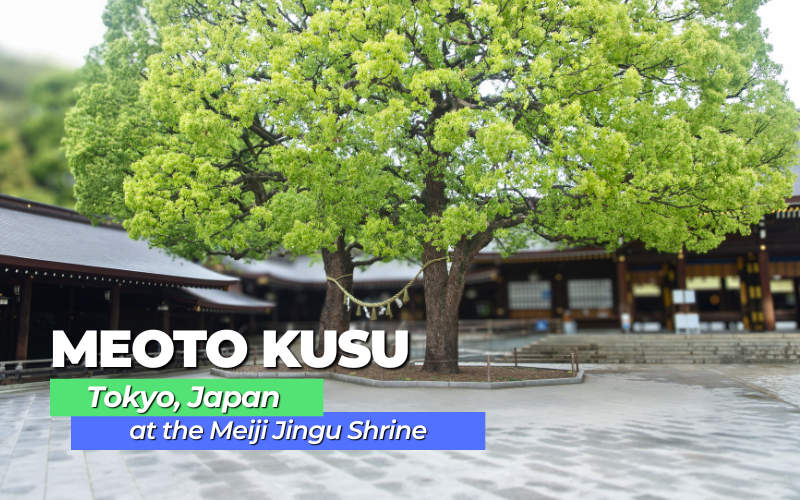 Meoto Kusu Camphor Trees at the Meiji Jingu Shrine in Tokyo, Japan with a Shimenawa.